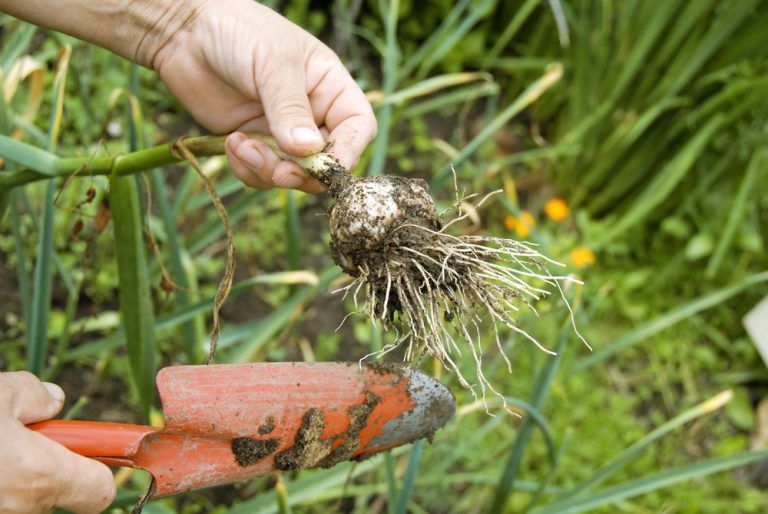 Beneficios Del Ajo Y C Mo Cultivarlo En Casa Remedios Naturales